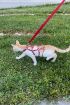  41 Full Body Kedi Harness, Kedi Gezdirme Tasması, Kedi Sokak Tasması - Ürün Rengi:Kırmızı