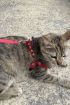  41 Deri Kedi Harness , Kedi Gezdirme Tasması - Ürün Rengi:Kırmızı