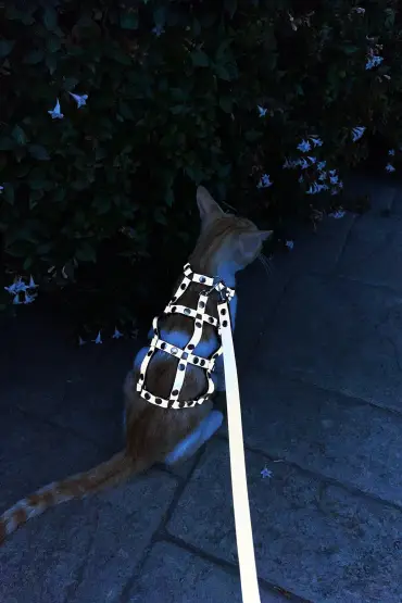  41 Karanlıkta Parlayan Reflektörlü Şık Kedi Harness, Kedi Yürüme Tasması, Kedi Güvenlik Tasması - Ürün Rengi:Beyaz