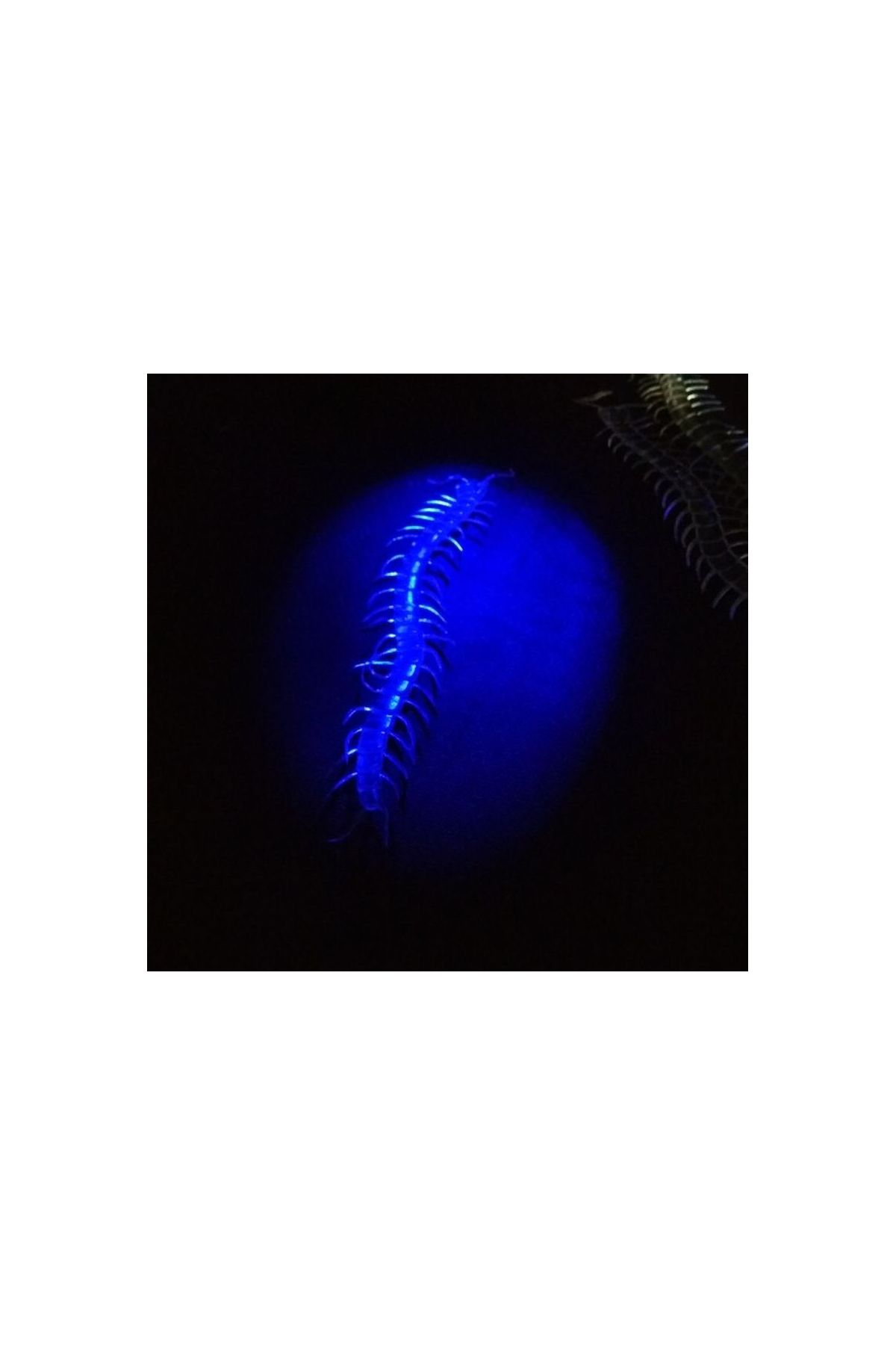 Şaka Yılan ve Kırkayak Karışık 36 Adet