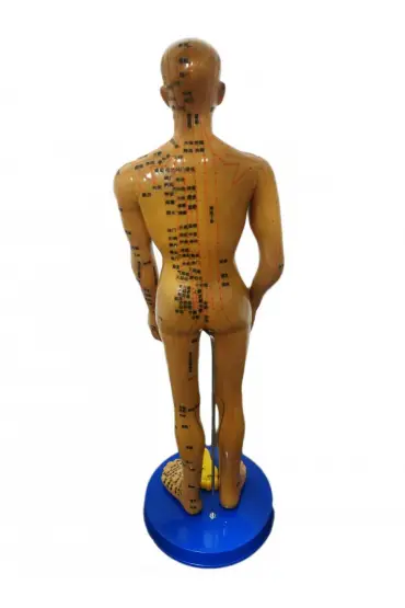 Akupunktur İnsan Modeli Tam Boy 50 Cm