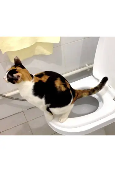 Citi Kitty Kedi Tuvalet Eğitim Seti