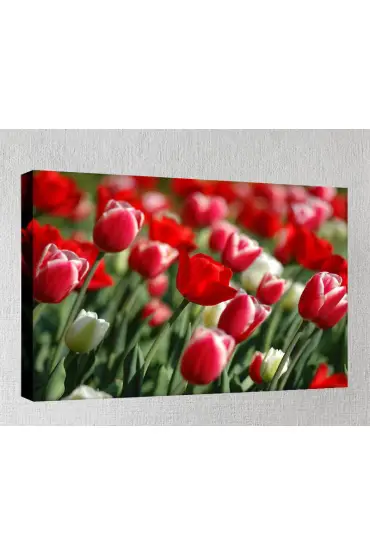 Kanvas Tablo - Çiçek Resimleri  - Kırmızı Laleler C196