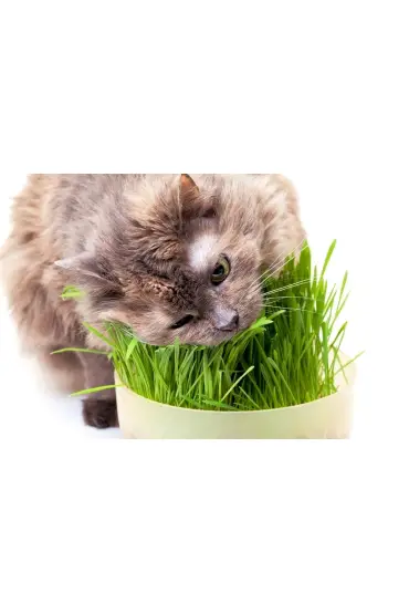 Doğal Kedi Çimi (Tüy Yumağı Önleyici) 100 gr Standart