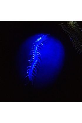 Şeffaf Renk Karanlıkta Parlayan Fosforlu Kırkayak 13 cm 1 Adet