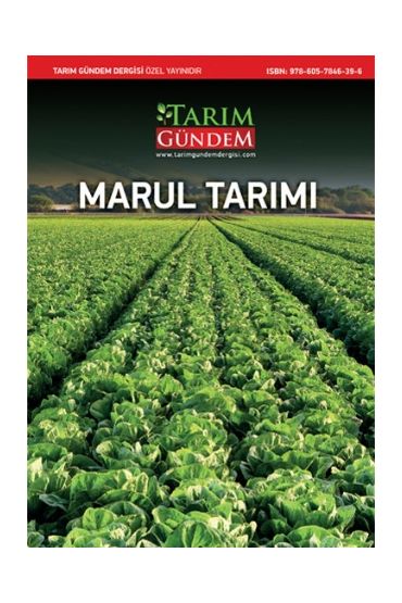 Marul Tarımı - Bitki - Cosmedrome